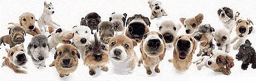 dogs sniffing